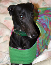 Almost Home for Hounds