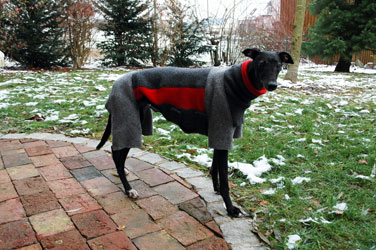 Almost Home for Hounds