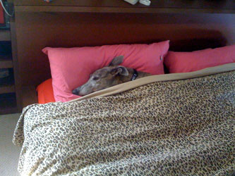 Almost Home for Hounds