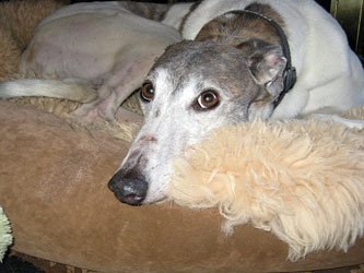 Almost Home for Hounds