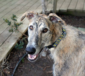 Almost Home for Hounds