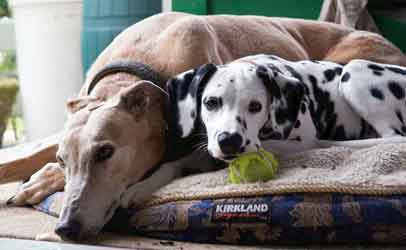 Almost Home for Hounds