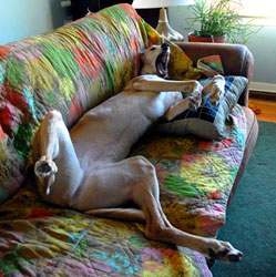 Almost Home for Hounds