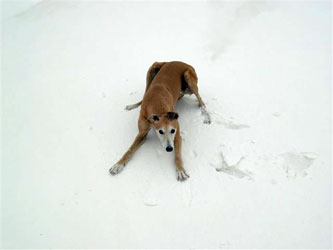 Almost Home for Hounds