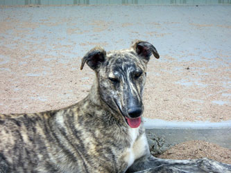 Almost Home for Hounds