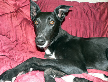 Almost Home for Hounds Greyhounds