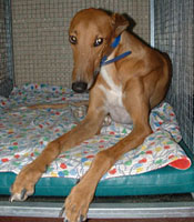 Almost Home for Hounds