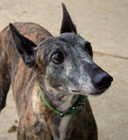 Almost Home for Hounds