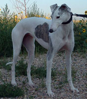 Almost Home for Hounds