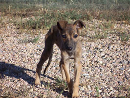 Almost Home for Hounds